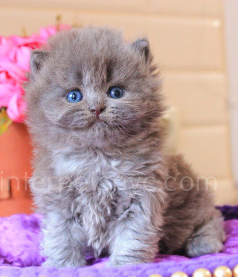 buy british cat usa, british longhair for sale nyc, british longhair kitten price, blue british longhair