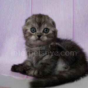 Scottish fold kittens nyc, Scottish fold for sale nyc, Scottish fold for sale Brooklyn, Scottish fold for sale near me, scottish fold price, scottish fold kitten nyc, scottish fold kitten price