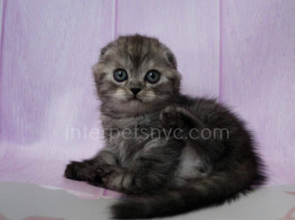 Scottish fold kittens nyc, Scottish fold for sale nyc, Scottish fold for sale Brooklyn, Scottish fold for sale near me, scottish fold price, scottish fold kitten nyc, scottish fold kitten price