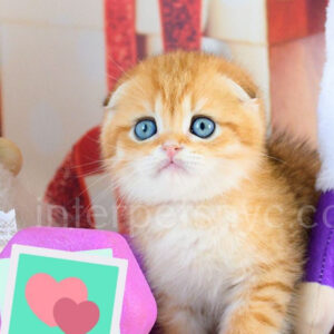 Scottish fold kittens nyc, Scottish fold for sale nyc, Scottish fold for sale Brooklyn, Scottish fold for sale near me, scottish fold price, scottish fold kitten nyc, scottish fold kitten price