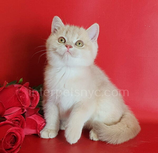 British shorthair for sale NYC, British shorthair breeders New York , British shorthair kittens New York, British shorthair kittens near me, British shorthair kitten for sale, British shorthair for sale nyc, British Shorthair kittens for sale Manhattan, british shorthair price, british shorthair kitten price