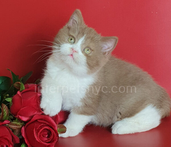 British shorthair for sale NYC, British shorthair breeders New York , British shorthair kittens New York, British shorthair kittens near me, British shorthair kitten for sale, British shorthair for sale nyc, British Shorthair kittens for sale Manhattan, british shorthair price, british shorthair kitten price