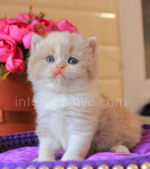 British shorthair for sale NYC, British shorthair breeders New York , British shorthair kittens New York, British shorthair kittens near me, British shorthair kitten for sale, British shorthair for sale nyc, British Shorthair kittens for sale Manhattan, british shorthair price, british shorthair kitten price