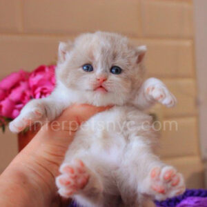 British shorthair for sale NYC, British shorthair breeders New York , British shorthair kittens New York, British shorthair kittens near me, British shorthair kitten for sale, British shorthair for sale nyc, British Shorthair kittens for sale Manhattan, british shorthair price, british shorthair kitten price, fawn british sgorthair