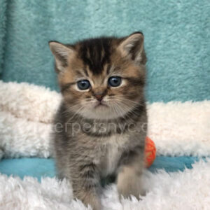 British shorthair for sale NYC, British shorthair breeders New York , British shorthair kittens New York, British shorthair kittens near me, British shorthair kitten for sale, British shorthair for sale nyc, British Shorthair kittens for sale Manhattan, british shorthair price, british shorthair kitten price