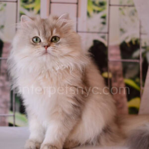 buy british cat usa, british longhair for sale nyc, british longhair kitten price, british longhair, longhair cat