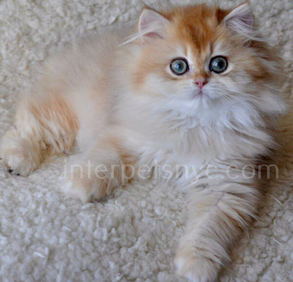 buy british cat usa, british longhair for sale nyc, british longhair kitten price, british longhair, longhair cat