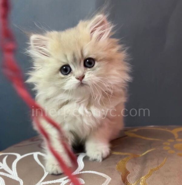 buy british cat usa, british longhair for sale nyc, british longhair kitten price, british longhair, longhair cat