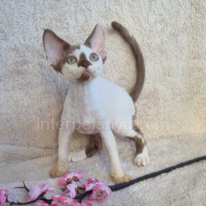 devon rex New York, devon rex kittens for sale NYC, Devon rex for sale near me, Devon rex kittens for sale Manhattan, Devon rex pictures, Devon rex kitten price, Devon rex Boston, Devon rex new jersey, Devon rex adoption