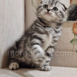 Scottish fold kittens nyc, Scottish fold for sale nyc, Scottish fold for sale Brooklyn, Scottish fold for sale near me, scottish fold price, scottish fold kitten nyc, scottish fold kitten price