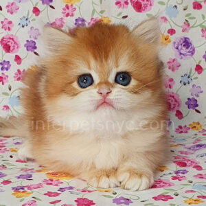 buy british cat usa, british longhair for sale nyc, british longhair kitten price, british longhair, longhair cat