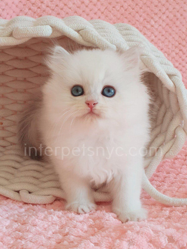 buy british cat usa, british longhair for sale nyc, british longhair kitten price, british longhair, longhair cat, blue eye longhair kitten