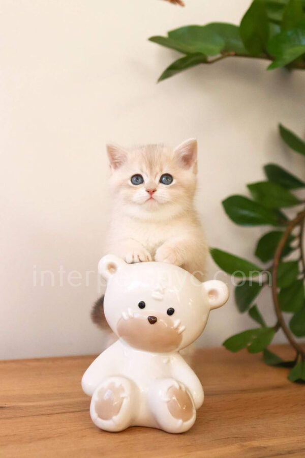 British shorthair for sale NYC, British shorthair breeders New York , British shorthair kittens New York, British shorthair kittens near me, British shorthair kitten for sale, British shorthair for sale nyc, British Shorthair kittens for sale Manhattan, british shorthair price, british shorthair kitten price