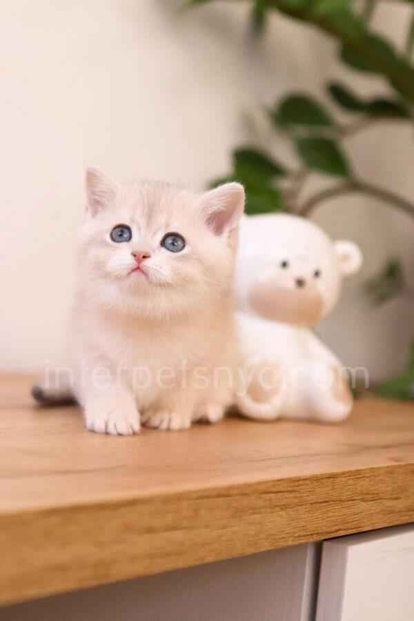 British shorthair for sale NYC, British shorthair breeders New York , British shorthair kittens New York, British shorthair kittens near me, British shorthair kitten for sale, British shorthair for sale nyc, British Shorthair kittens for sale Manhattan, british shorthair price, british shorthair kitten price