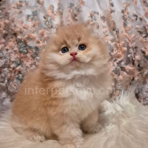 longhair scottish fold