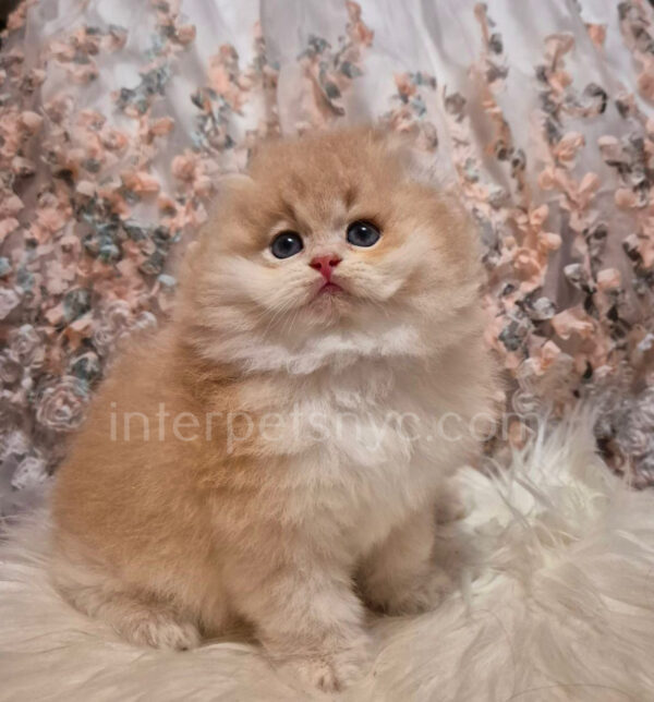 longhair scottish fold