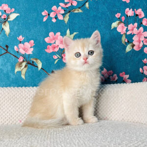 British shorthair for sale NYC, British shorthair breeders New York , British shorthair kittens New York, British shorthair kittens near me, British shorthair kitten for sale, British shorthair for sale nyc, British Shorthair kittens for sale Manhattan, british shorthair price, british shorthair kitten price