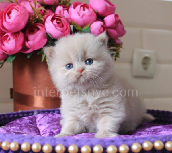 buy british cat usa, british longhair for sale nyc, british longhair kitten price, british longhair, longhair cat, cinamon british longhair kitten