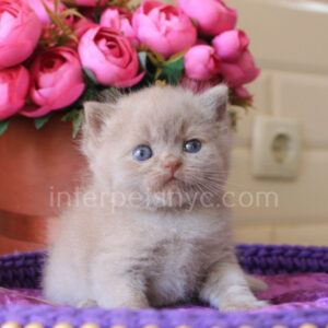 British shorthair for sale NYC, British shorthair breeders New York , British shorthair kittens New York, British shorthair kittens near me, British shorthair kitten for sale, British shorthair for sale nyc, British Shorthair kittens for sale Manhattan, british shorthair price, british shorthair kitten price, cinnamon british shorthair kitten