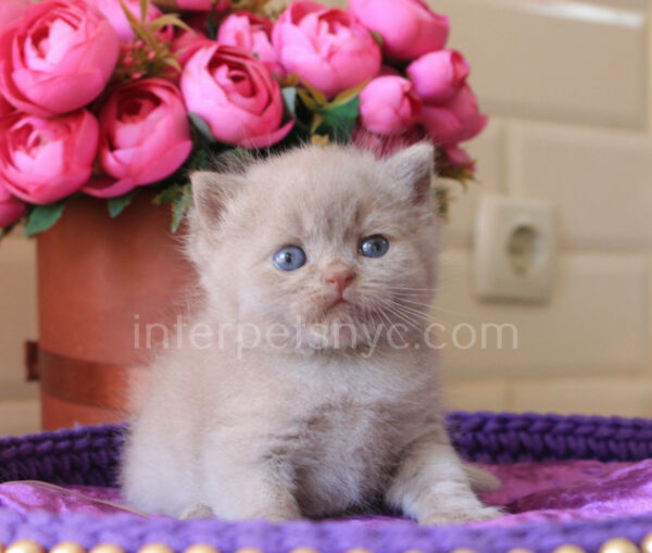 British shorthair for sale NYC, British shorthair breeders New York , British shorthair kittens New York, British shorthair kittens near me, British shorthair kitten for sale, British shorthair for sale nyc, British Shorthair kittens for sale Manhattan, british shorthair price, british shorthair kitten price, cinnamon british shorthair kitten