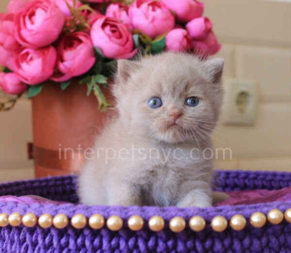 British shorthair for sale NYC, British shorthair breeders New York , British shorthair kittens New York, British shorthair kittens near me, British shorthair kitten for sale, British shorthair for sale nyc, British Shorthair kittens for sale Manhattan, british shorthair price, british shorthair kitten price, cinnamon british shorthair kitten