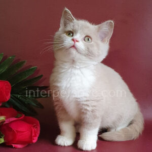 British shorthair for sale NYC, British shorthair breeders New York , British shorthair kittens New York, British shorthair kittens near me, British shorthair kitten for sale, British shorthair for sale nyc, British Shorthair kittens for sale Manhattan, british shorthair price, british shorthair kitten price, fawn british shorthair