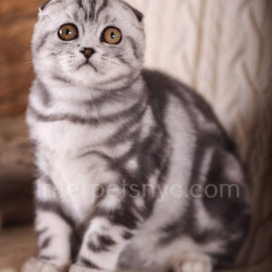 Scottish fold kittens nyc, Scottish fold for sale nyc, Scottish fold for sale Brooklyn, Scottish fold for sale near me, scottish fold price, scottish fold kitten nyc, scottish fold kitten price