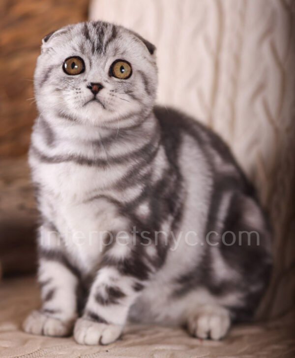 Scottish fold kittens nyc, Scottish fold for sale nyc, Scottish fold for sale Brooklyn, Scottish fold for sale near me, scottish fold price, scottish fold kitten nyc, scottish fold kitten price