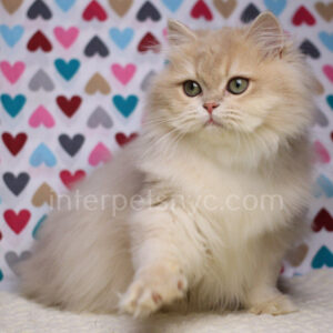 buy british cat usa, british longhair for sale nyc, british longhair kitten price, british longhair, longhair cat