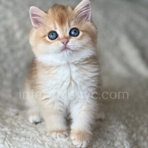 British shorthair for sale NYC, British shorthair breeders New York , British shorthair kittens New York, British shorthair kittens near me, British shorthair kitten for sale, British shorthair for sale nyc, British Shorthair kittens for sale Manhattan, british shorthair price, british shorthair kitten price