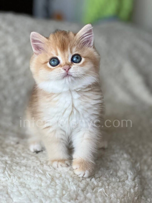 British shorthair for sale NYC, British shorthair breeders New York , British shorthair kittens New York, British shorthair kittens near me, British shorthair kitten for sale, British shorthair for sale nyc, British Shorthair kittens for sale Manhattan, british shorthair price, british shorthair kitten price