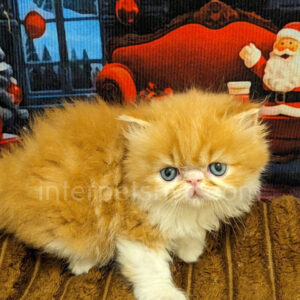 persian kittens for sale, persian kittens near me, persian kittens nyc, persian kittens adoption, persian kitten pictures