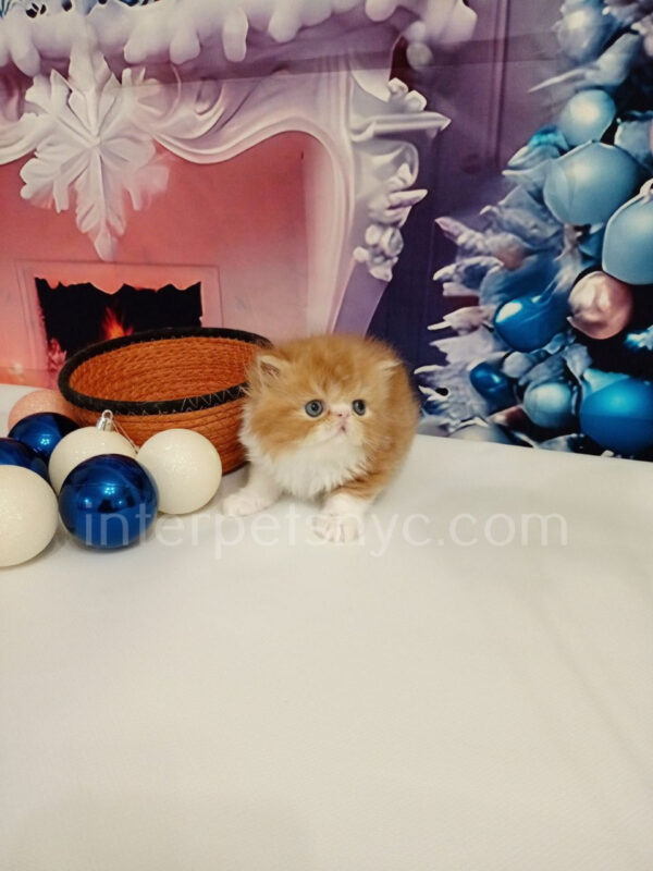 persian kittens for sale, persian kittens near me, persian kittens nyc, persian kittens adoption