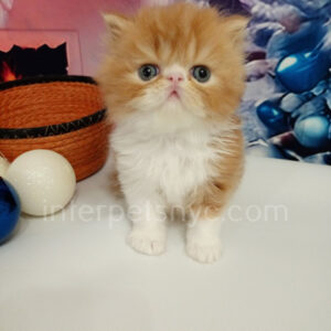 persian kittens for sale, persian kittens near me, persian kittens nyc, persian kittens adoption