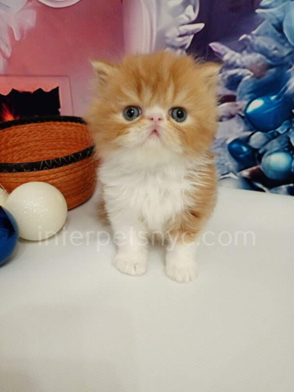 persian kittens for sale, persian kittens near me, persian kittens nyc, persian kittens adoption