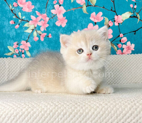 British shorthair for sale NYC, British shorthair breeders New York , British shorthair kittens New York, British shorthair kittens near me, British shorthair kitten for sale, British shorthair for sale nyc, British Shorthair kittens for sale Manhattan, british shorthair price, british shorthair kitten price