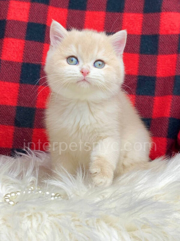 British shorthair for sale NYC, British shorthair breeders New York , British shorthair kittens New York, British shorthair kittens near me, British shorthair kitten for sale, British shorthair for sale nyc, British Shorthair kittens for sale Manhattan, british shorthair price, british shorthair kitten price