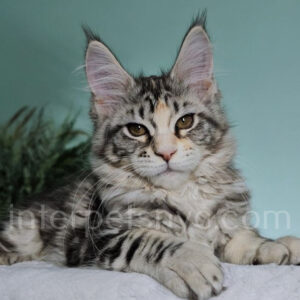 maine coon breeders nyc, maine coon kittens Manhattan, maine coon kittens for sale nyc, maine coon cat, black maine coon cat, maine coon kitten price, maine coon kittens near me, buy maine coon cat