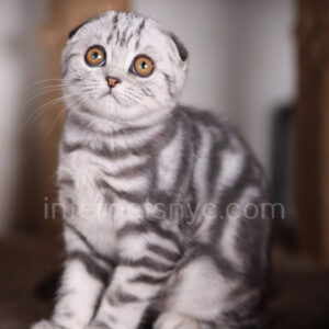 Scottish fold kittens nyc, Scottish fold for sale nyc, Scottish fold for sale Brooklyn, Scottish fold for sale near me, scottish fold price, scottish fold kitten nyc, scottish fold kitten price