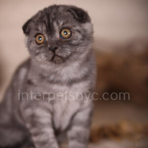 Scottish fold kittens nyc, Scottish fold for sale nyc, Scottish fold for sale Brooklyn, Scottish fold for sale near me, scottish fold price, scottish fold kitten nyc, scottish fold kitten price