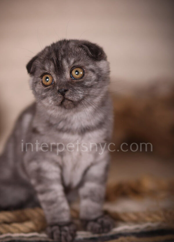 Scottish fold kittens nyc, Scottish fold for sale nyc, Scottish fold for sale Brooklyn, Scottish fold for sale near me, scottish fold price, scottish fold kitten nyc, scottish fold kitten price