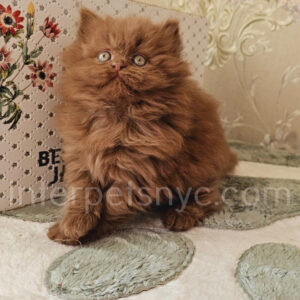 buy british cat usa, british longhair for sale nyc, british longhair kitten price, british longhair, longhair cat, orange british longhair, british longhair near me, chocolate british longhair