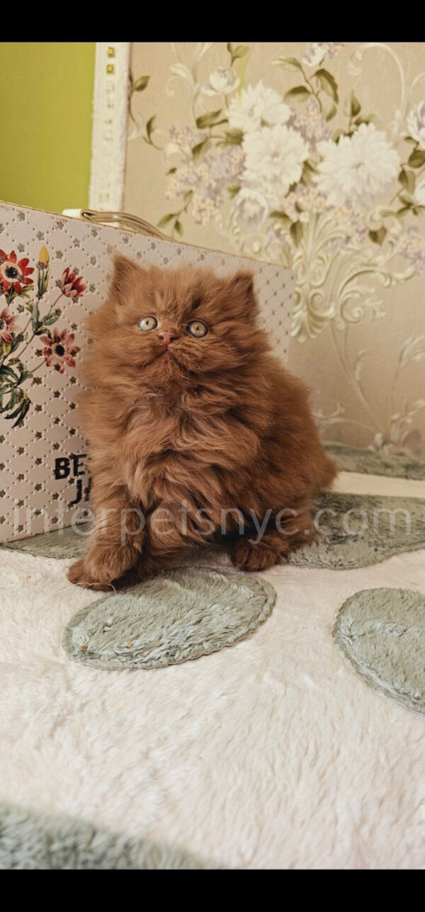 buy british cat usa, british longhair for sale nyc, british longhair kitten price, british longhair, longhair cat, orange british longhair, british longhair near me, chocolate british longhair