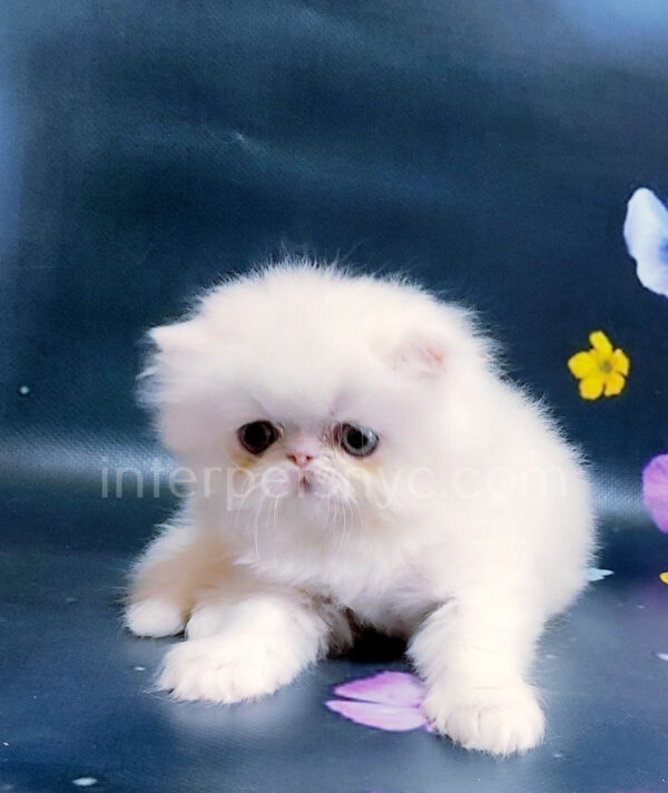 persian kittens for sale, persian kittens near me, persian kittens nyc, persian kittens adoption, white persian cat