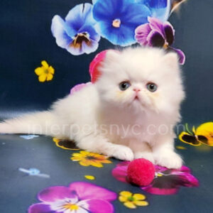 persian kittens for sale, persian kittens near me, persian kittens nyc, persian kittens adoption, white persian cat