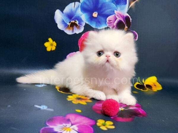 persian kittens for sale, persian kittens near me, persian kittens nyc, persian kittens adoption, white persian cat