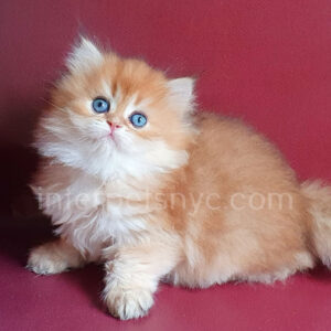 buy british cat usa, british longhair for sale nyc, british longhair kitten price, british longhair, longhair cat, orange british longhair, british longhair near me