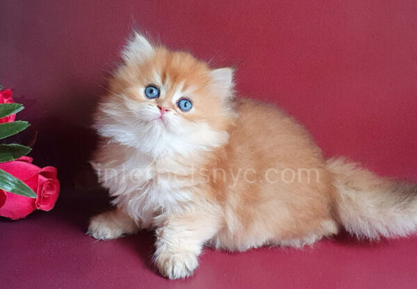 buy british cat usa, british longhair for sale nyc, british longhair kitten price, british longhair, longhair cat, orange british longhair, british longhair near me