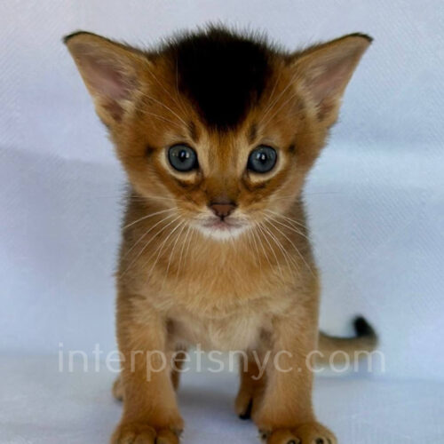 abyssinian kitten
