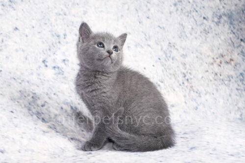 russian blue